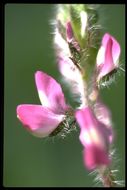 Plancia ëd Lupinus hirsutissimus Benth.