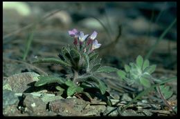 Image of serpentine collomia