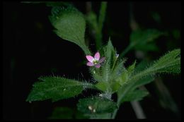 Image of variableleaf collomia