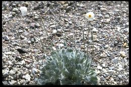 Image of desert bearpoppy