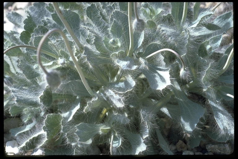 Image of desert bearpoppy