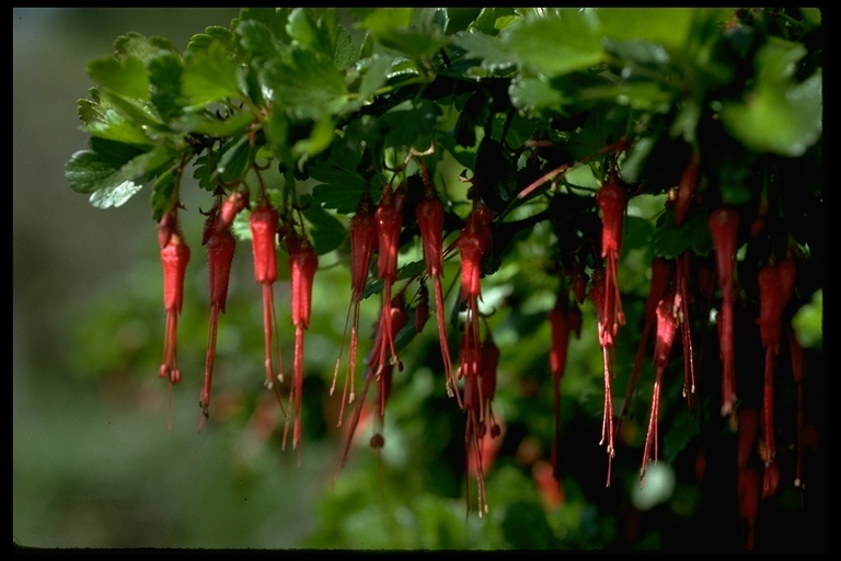 Image de Ribes speciosum Pursh