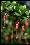 Image de Ribes speciosum Pursh