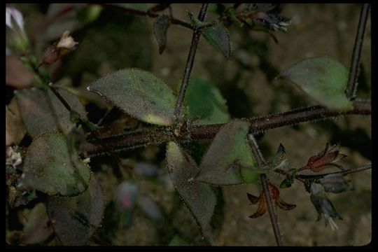 Image of drymary dwarf-flax