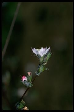 Image of drymary dwarf-flax