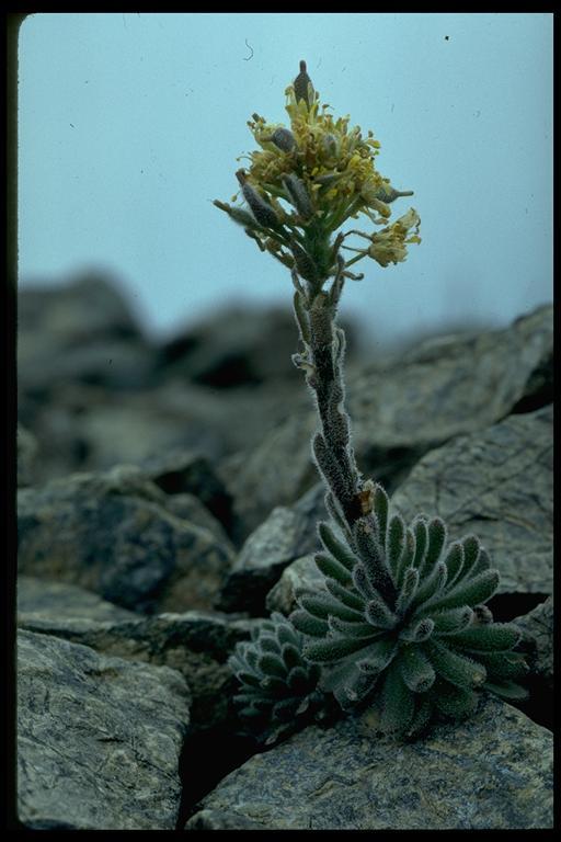 Image of Mt. Lassen draba