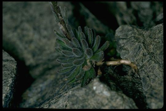 Image of Mt. Lassen draba