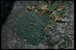 Image of Mt. Lassen draba