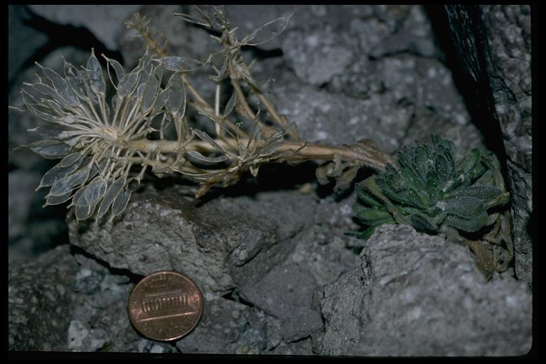 Image of Mt. Lassen draba