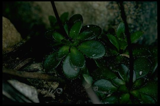 Imagem de Draba carnosula O. E. Schulz