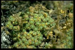 صورة Draba pterosperma Payson