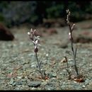 Image of Mt. Tamalpais jewelflower