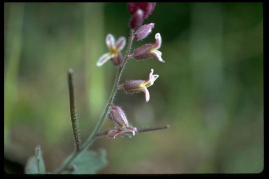 Слика од Streptanthus hispidus A. Gray