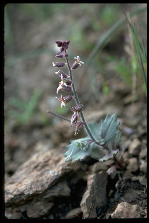 Image of Mt. Diablo jewelflower