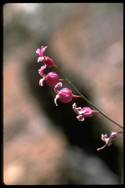 Image of secund jewelflower