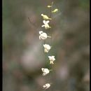 Sivun Streptanthus glandulosus subsp. secundus (Greene) Kruckeb. kuva