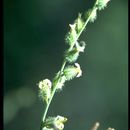 Sivun Streptanthus morrisonii F. W. Hoffm. kuva