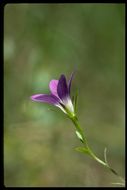 Image of Sierra bluecup