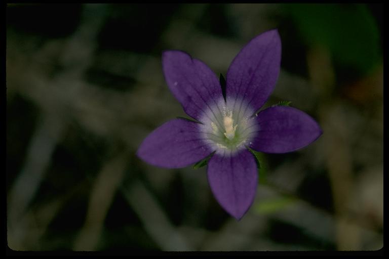 Image of Sierra bluecup