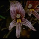 Image of <i>Orobanche californica</i> ssp. <i>jepsonii</i>