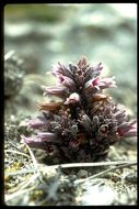 Image of chaparral broomrape