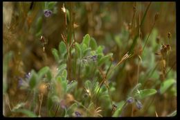 Trichostema oblongum Benth. resmi