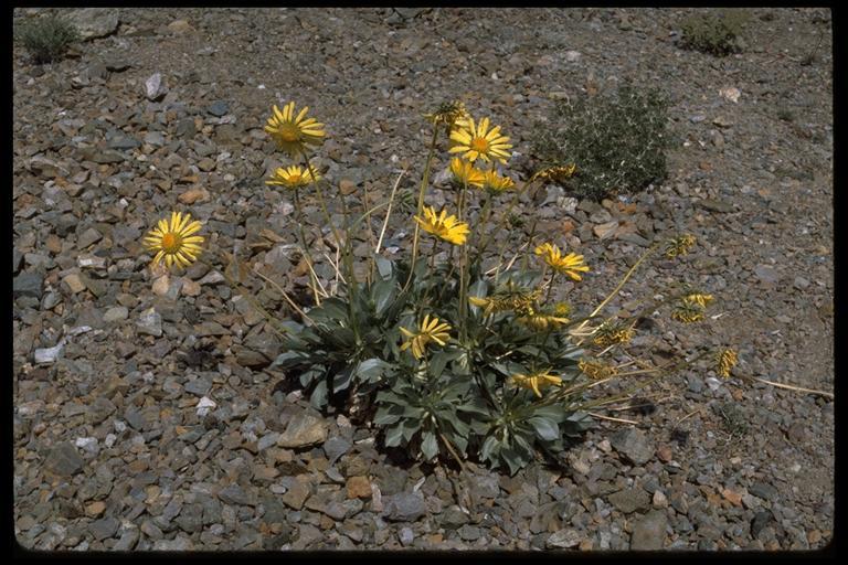 Image of Panamint daisy