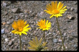 Image of Panamint daisy