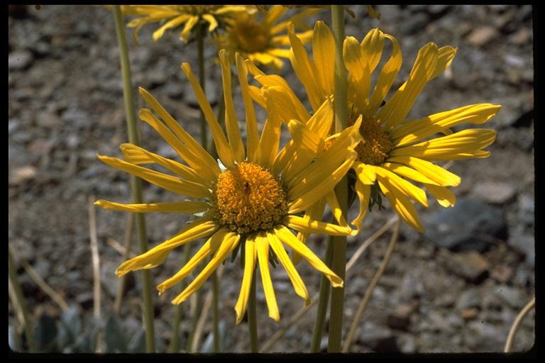 Image of Panamint daisy