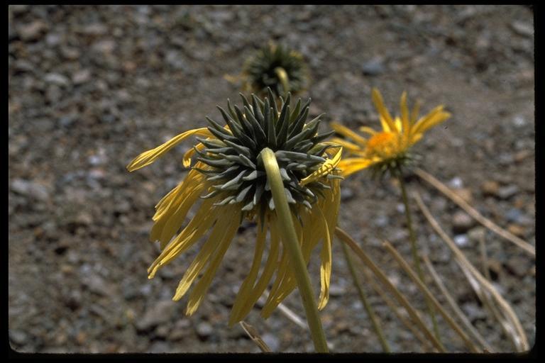 Image of Panamint daisy