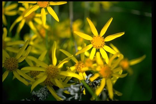 Image of Brewer's ragwort