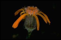 Image of flame ragwort