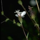Image of smallflower western rosinweed