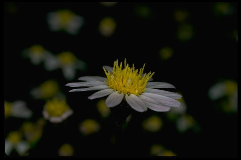 Imagem de Pentachaeta bellidiflora Greene