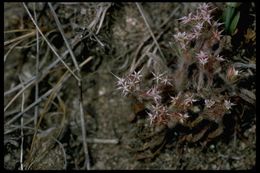 Image of Monterey spineflower