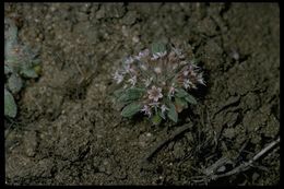 Image of Monterey spineflower