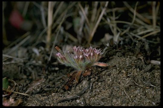 Image of Monterey spineflower