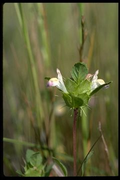 Image of San Mateo thorn-mint