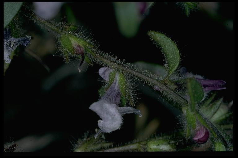 Image of <i>Antirrhinum cornutum</i>