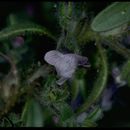 Image of <i>Antirrhinum cornutum</i>