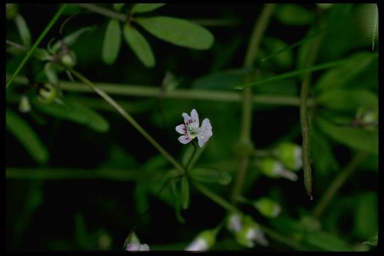 Image of Small-flower Tonella