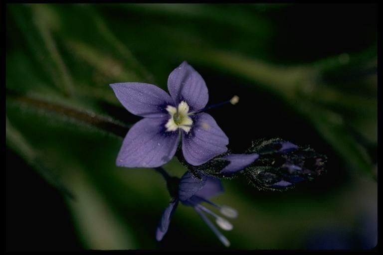 Image of Copeland's speedwell