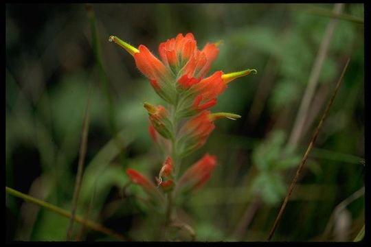 Слика од Castilleja subinclusa subsp. franciscana (Pennell) T. I. Chuang & L. R. Heckard