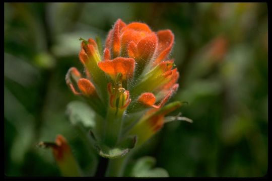 Plancia ëd Castilleja mendocinensis (Eastw.) Pennell