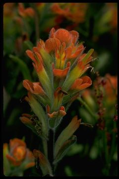 Image of Mendocino Coast Indian paintbrush