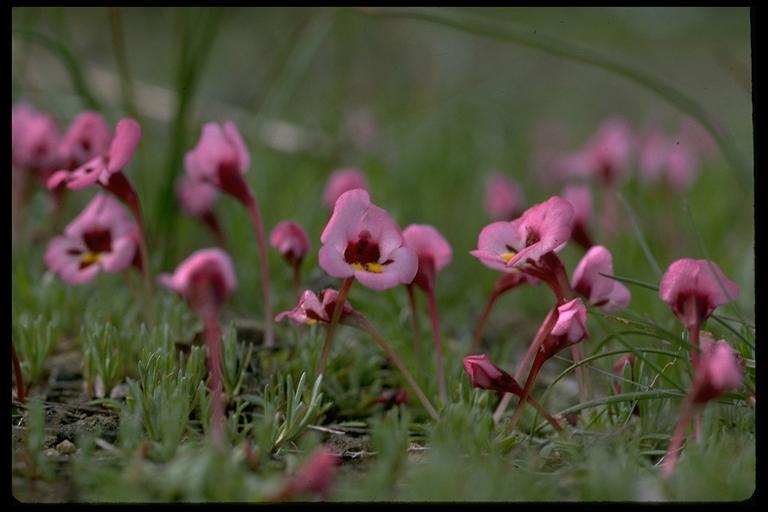 Image of <i>Mimulus angustatus</i>