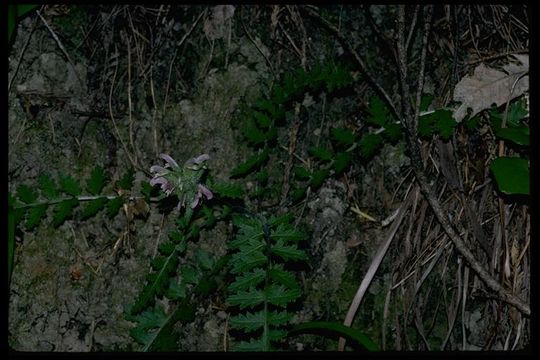 Image of Dudley's lousewort