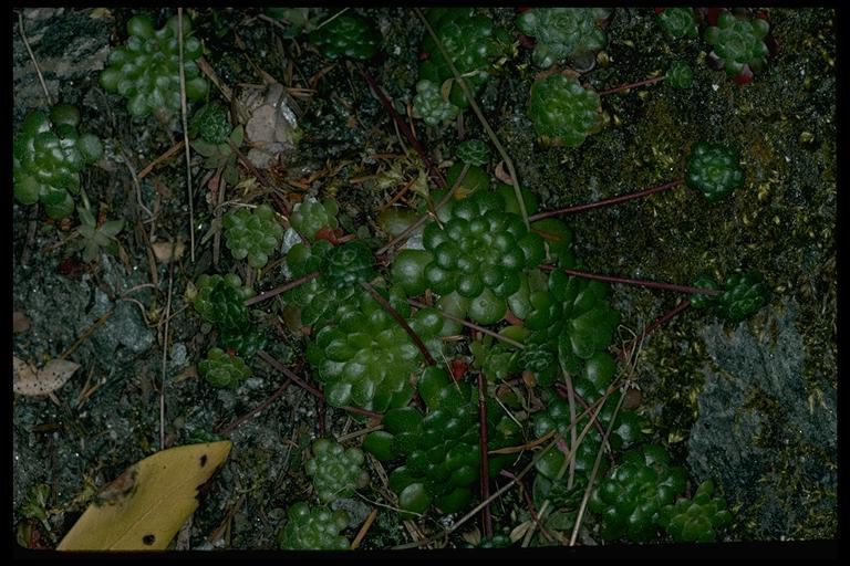 Image of broadleaf stonecrop