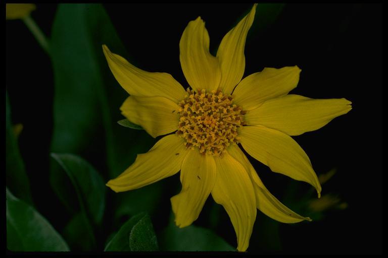 Image of arrowleaf balsamroot