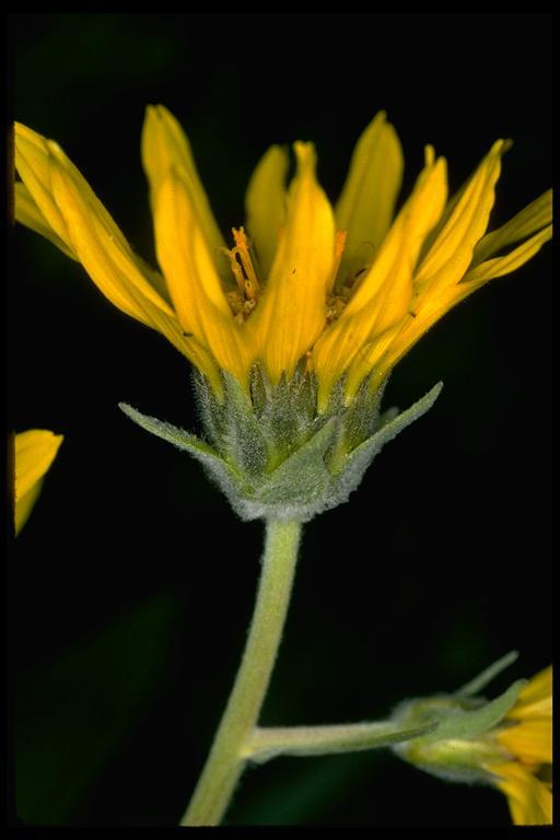 Image of arrowleaf balsamroot